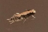 Monopis crocicapitella