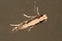 Monopis crocicapitella