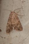 Anarta trifolii