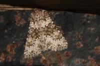 Hecatera dysodea