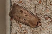 Agrotis exclamationis