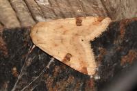 Heliothis peltigera