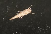 Pyroderces argyrogrammos