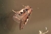 Xestia c-nigrum