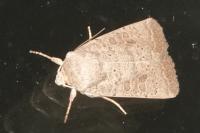 Hoplodrina ambigua