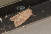 Spodoptera exigua