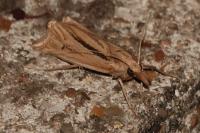 Ancylolomia tentaculella