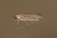 Phycitodes