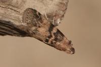 Euzophera pinguis