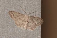 Idaea seriata