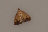 Evergestis limbata