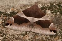 Dysgonia algira