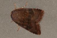 Noctua