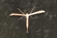 Emmelina monodactyla