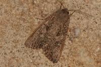 Anarta trifolii