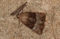 Mesoligia furuncula