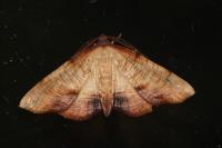 Plagodis dolabraria