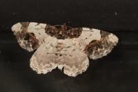 Ligdia adustata