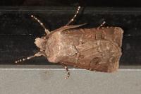 Agrotis bigramma