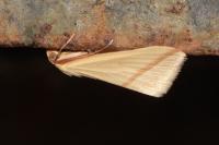 Rhodometra sacraria