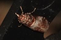 Acrobasis advenella