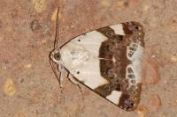 Acontia lucida