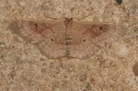 Idaea degeneraria