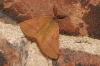 Lythria purpuraria