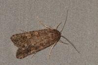 Spodoptera exigua