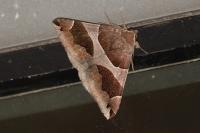 Dysgonia algira