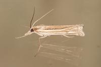 Ancylolomia tentaculella
