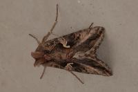 Autographa gamma