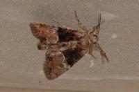 Mesoligia furuncula