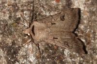 Agrotis exclamationis