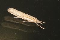 Agriphila tristella