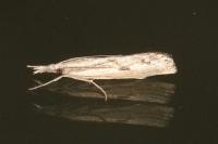 Agriphila inquinatella