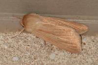 Mythimna pallens