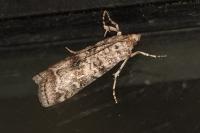 Dioryctria