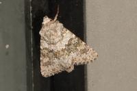 Hecatera dysodea