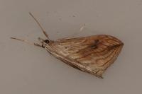 Evergestis forficalis