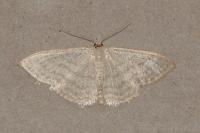Idaea subsericeata