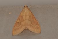 Ostrinia nubilalis