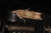 Eucosma conterminana