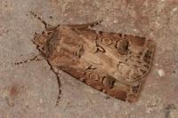 Agrotis bigramma