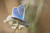 Polyommatus icarus
