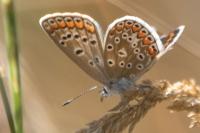 Polyommatus icarus