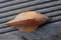 Gastropacha quercifolia