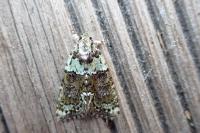 Cryphia algae