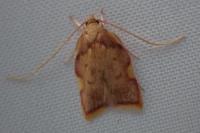 Carcina quercana