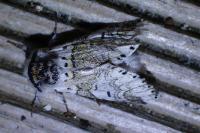 Furcula furcula